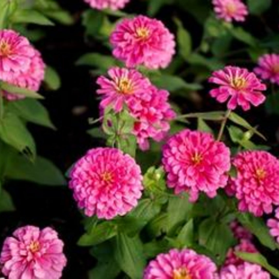 Purple Prince Zinnia Seeds – Heirloom Flower, Rich Purple Blooms, Attracts Pollinators, Easy to Grow | 50/250/500 Seeds(50 Seeds)