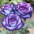 50+ Exotic Perennial Rose Seeds for Planting - Non-GMO Rare and Beautiful Rose Seeds for Garden Patio for Outdoor Planting(50 Seeds)