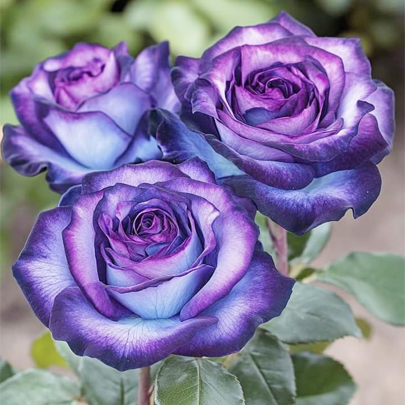 50+ Exotic Perennial Rose Seeds for Planting - Non-GMO Rare and Beautiful Rose Seeds for Garden Patio for Outdoor Planting(50 Seeds)