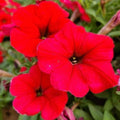 NEW! Shock Wave Red Petunia Seeds, Pelleted for easier sowing and germination, Petunia Hybrida(20 Seeds)