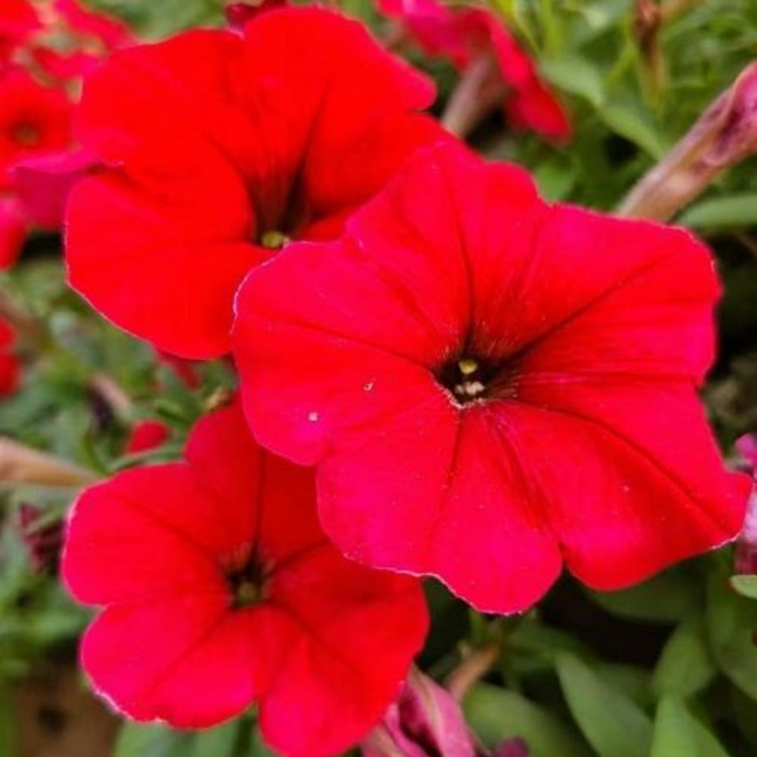 NEW! Shock Wave Red Petunia Seeds, Pelleted for easier sowing and germination, Petunia Hybrida(20 Seeds)