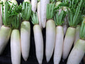 Daikon Radish Seeds: Japanese Minowase, Heirloom, Non-GMO(20 Seeds)
