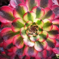 Aeonium ‘Pink Witch’ Seeds – Rare Pink Rosette Seeds Gift for Home or Garden(20 Seeds)