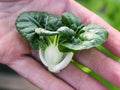 Bok Choy (seeds) Hedou Tiny, Tasty Vegetable  Herb, Easy to Grow Edible Plant for Your Garden, Indoor or Outdoor, Rare Gift for Gardener(10 Seeds)