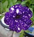 Night Sky Petunia Seeds(40 Seeds)