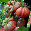 Cherokee Purple Tomato Seeds 10/50/100 Ct Vegetable Heirloom NON-GMO USA(10 Seeds)