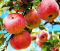 Red Apple Seed 4/20/40 pcs Pack - Large Perennial  Non-GMO Outdoor Indoor Giant Bush(4pcs)