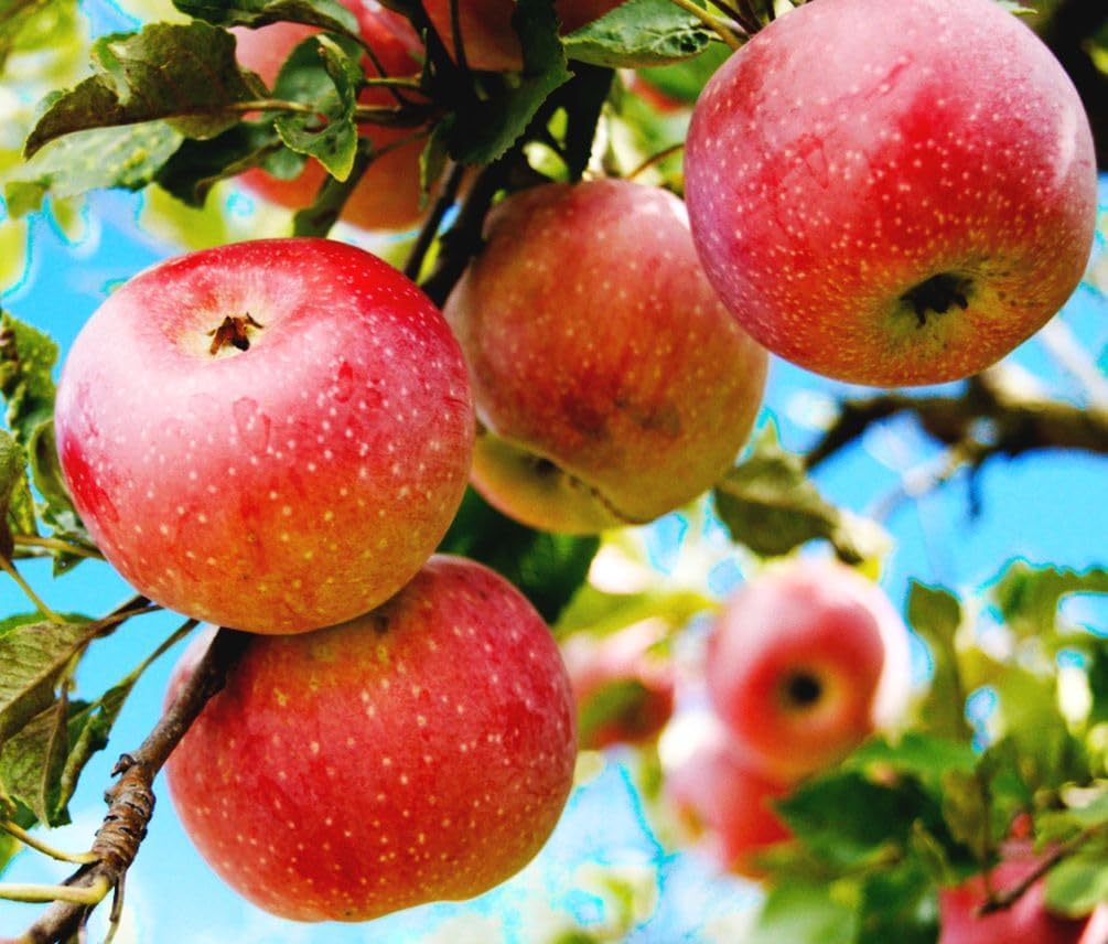 Red Apple Seed 4/20/40 pcs Pack - Large Perennial  Non-GMO Outdoor Indoor Giant Bush(4pcs)