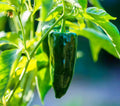 Poblano Pepper Seeds - Heirloom, Open Pollinated, Non GMO - Grow Indoor, Outdoors, Pots, Grow Beds, Soil, Hydroponic, Aquaponic(2 Seeds)