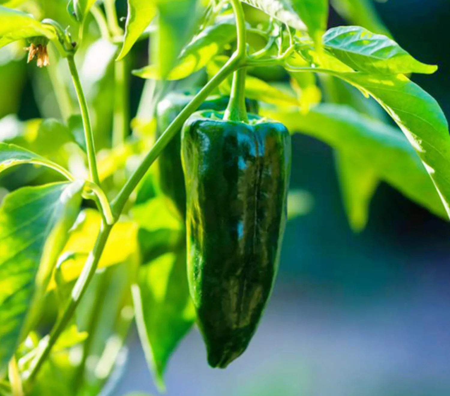 Poblano Pepper Seeds - Heirloom, Open Pollinated, Non GMO - Grow Indoor, Outdoors, Pots, Grow Beds, Soil, Hydroponic, Aquaponic(2 Seeds)