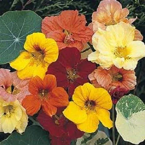 20/100/200 Mixed Colors DWARF JEWEL NASTURTIUM Tropaeolum Minus Flower Seeds(20 Seeds)