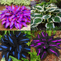 Perennial Hosta Flower Seed for Planting Outdoors Garden(40)
