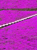 1200/6000/12000+ Creeping Thyme Seeds, Purple Ground Cover, Lawn Seeds, Thymus Serpyllum, Heirloom Flower Plant(1200 Seeds)