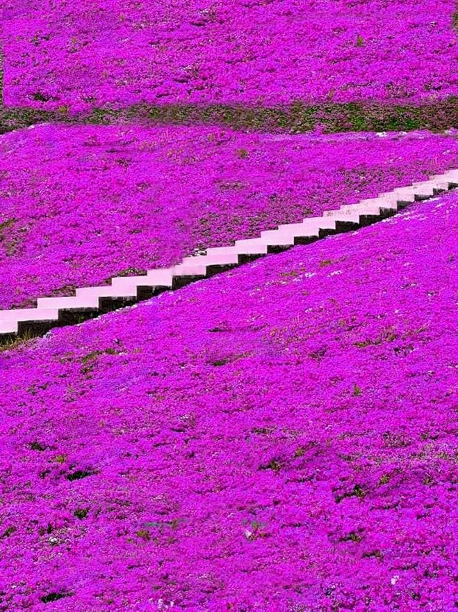 1200/6000/12000+ Creeping Thyme Seeds, Purple Ground Cover, Lawn Seeds, Thymus Serpyllum, Heirloom Flower Plant(1200 Seeds)