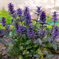 Ajuga Seeds – 20/100/200 Pcs. Perennial, Versatile  Low Maintenance, Ground Cover Seeds for Planting Low-Growing, Short-Spiked Blue Blooms, Great for Pollinator Gardens  Erosion Control(20 Seeds)