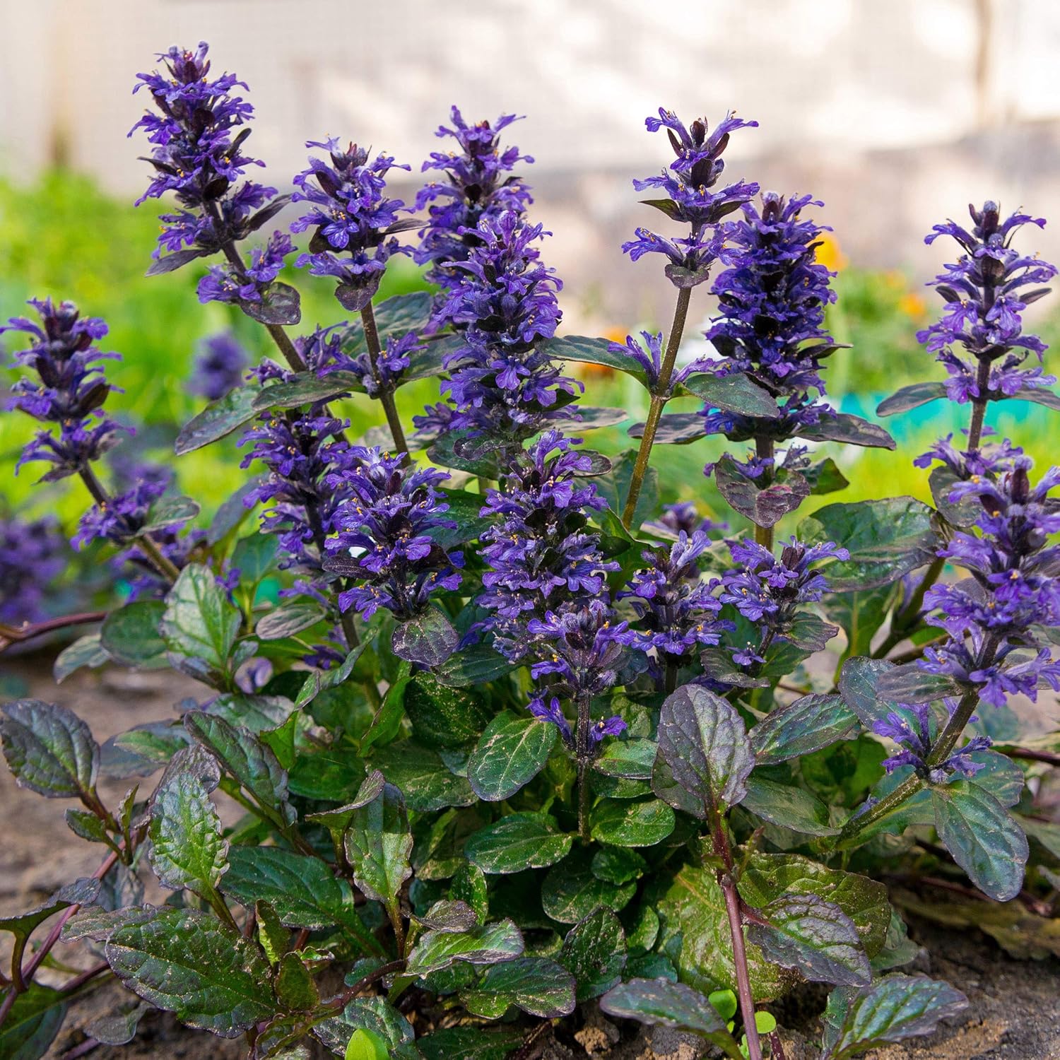 Ajuga Seeds – 20/100/200 Pcs. Perennial, Versatile  Low Maintenance, Ground Cover Seeds for Planting Low-Growing, Short-Spiked Blue Blooms, Great for Pollinator Gardens  Erosion Control(20 Seeds)