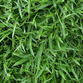 Zoysia Grass Seeds 1000+ Pcs : Korean Zoysia Japonica, Drought-Tolerant Lawn(1000 Seeds)
