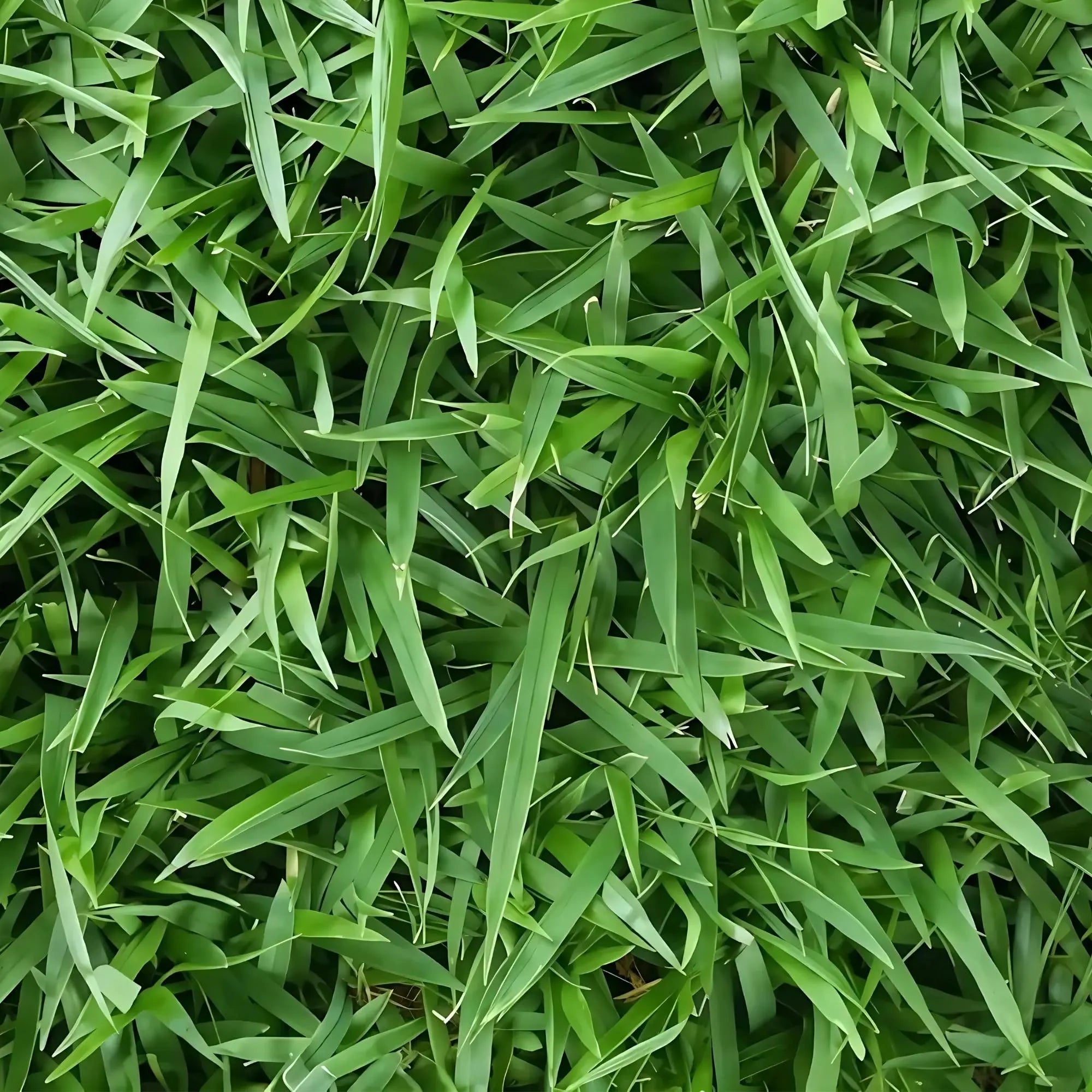 Zoysia Grass Seeds 1000+ Pcs : Korean Zoysia Japonica, Drought-Tolerant Lawn(1000 Seeds)