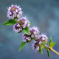 Purple Mint Herb Seeds - 100/200/500/1000 Count(100pcs)