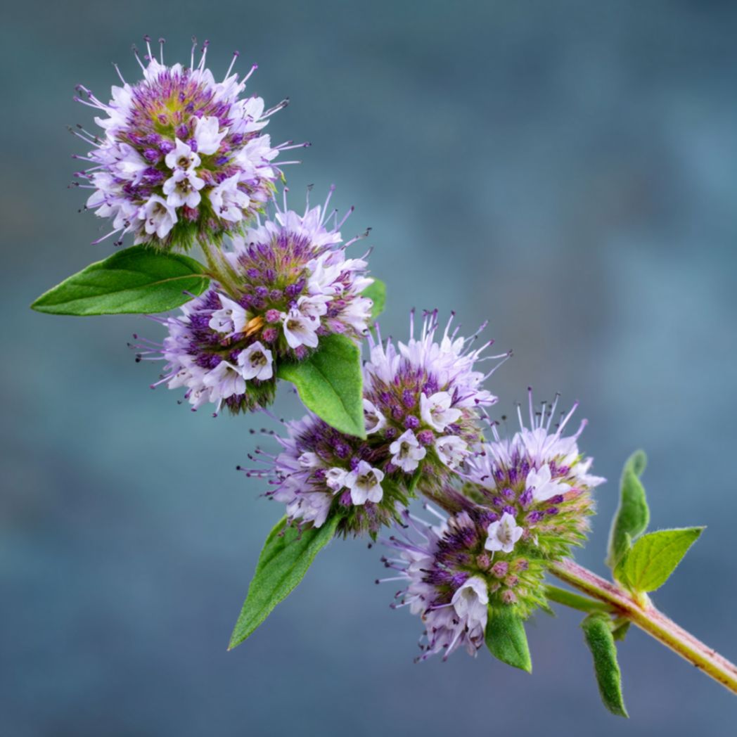 Purple Mint Herb Seeds - 100/200/500/1000 Count(100pcs)