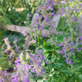 Catmint Seeds - 1000 Seeds Perennial, Heat  Drought Tolerant Flower Seeds for Planting Fragrant Blue Blooms, Alternative Fresh Catnip for Cats and Attracts Pollinators(400 Seeds)