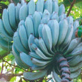 Blue Java Banana Plant | Musa ‘Ice Cream Banana’ Seeds | Live Tropical Fruit Tree for Outdoor Garden or Container(20 Seeds)
